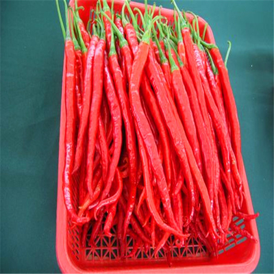 Erjingtiao secchi all'aria, peperoncini secchi senza stelo e con peperoncini.