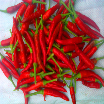 Disidratazione dei peperoncini di peperoncini rossi rossi di Sanying Tientsin Mala Dried 20000SHU