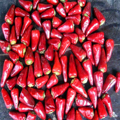 2% Massima percentuale di rottura Chilli rosso secco all'aria con campione e carico raccolto