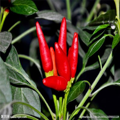 Erbe singole Bullet rosso scuro Chilli Perfetta vestibilità Efficienza