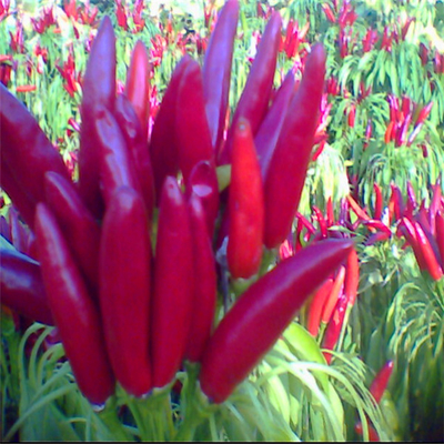 Colori e sapori rosso scuro Bullet Erbe singole Spezie