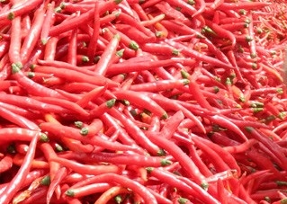 8000-12000shu Erjingtiao ha asciugato il calore moderato Chili Bean Paste Use di Chilis