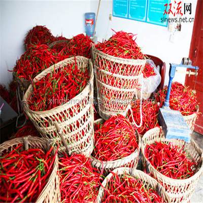 100g Erjingtiao ha asciugato Chilis piccante chiuso sotto vuoto