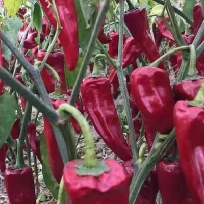 Yidu Chili con sapore di peperoncino piccante