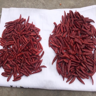 Origine Round Tianjin Red Chilies in confortevole imballaggio