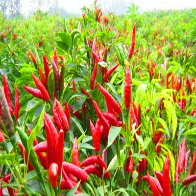 Peppi rossi secchi di prima qualità con sapore di peperoncino di cayenne per gli acquirenti