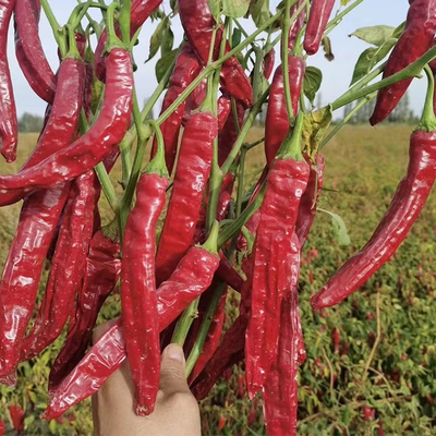 Aria o sole asciugato Chilli disidratanti colore rosso naturale