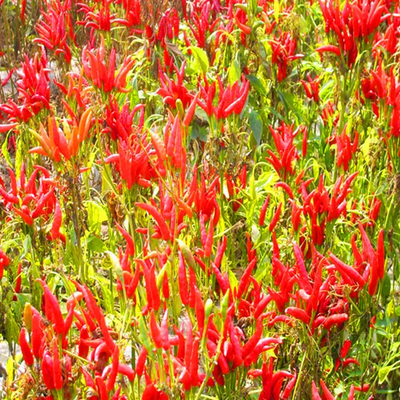 Aromatici e aromatici Asciugati all'aria Asciugati al sole Puri, naturali, rossi, dolci, peperoncino, con vitamina C