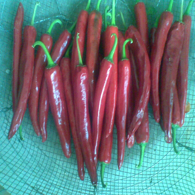 Polvere di peperoncino fortificata con elevato contenuto di vitamina C