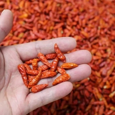 Intenso peperoncino rosso con cappello asciugato all'aria