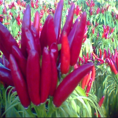 Aria essiccata pallottole rosso peperoncino colore rosso scuro con cappello per cucina essenziali