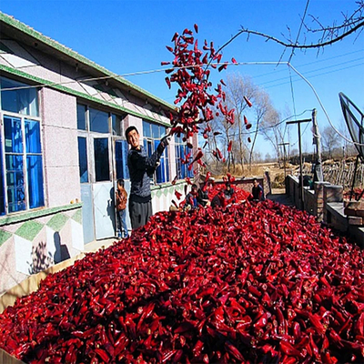 Yidu Red Chili arricchito di vitamina A/C e minerali
