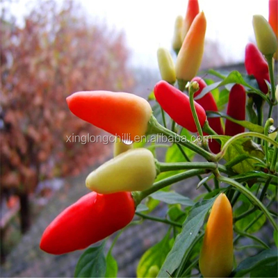 Le erbe aromatiche sono perfette per la cucina.
