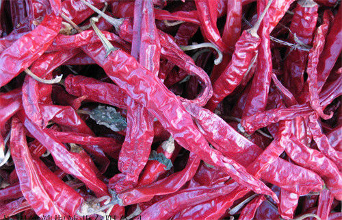 Chilis secco Erjingtiao Stemless ha sterilizzato gli interi peperoncini rossi pungenti