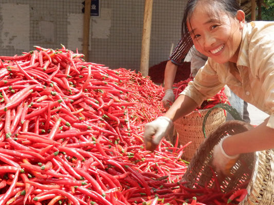 4cm-7cm Erjingtiao hanno asciugato il forte &amp; dei peperoncini rossi sapore pungente di Chilis