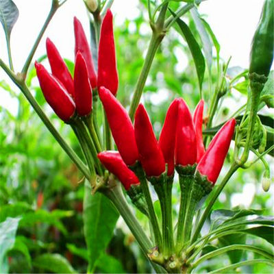 C'è un'altra varietà di peperoncino: il peperoncino ovale asciutto ricco di vitamina C per cucinare