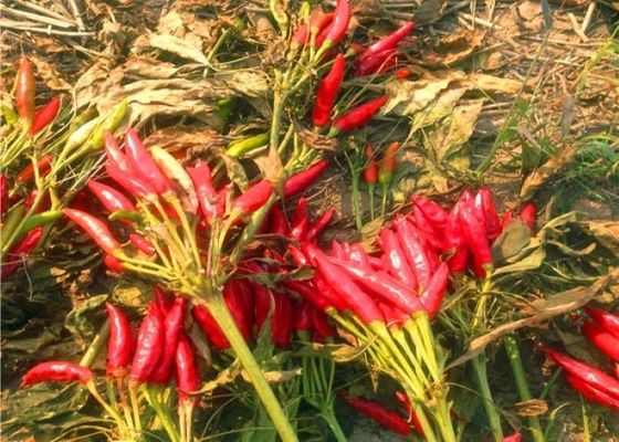 Umidità rossa secca Stemless dei peperoncini rossi 10% di Sichuan dei peperoncini