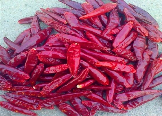 Il nuovo raccolto dei peperoncini rossi rossi commestibili di Tientsin ha staccato Arbol dal gambo secco Chili Peppers