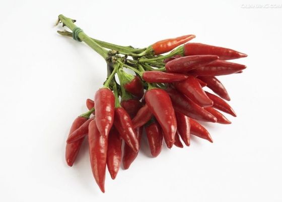 I peperoncini rossi dello stufato di castrato di Chaotian hanno disidratato Chili Peppers rosso secco tutto