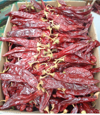 Additivo alimentare di alta qualità Paprika cinese 10-20 cm E qualità garantita