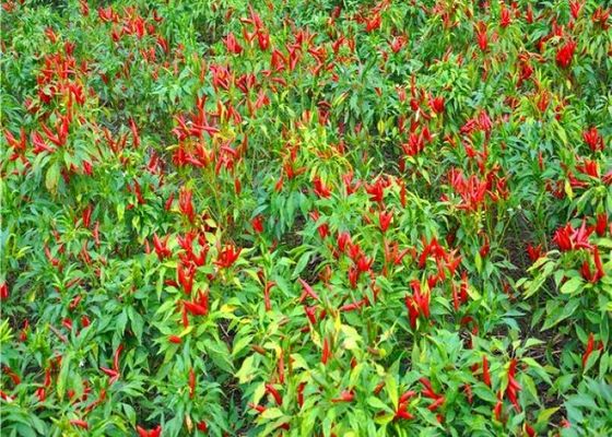 Semi di chili thailandese essiccati all'aria in forma finita destinati alla produzione su larga scala