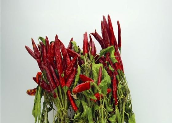 Umidità rossa secca Stemless dei peperoncini rossi 10% di Sichuan dei peperoncini