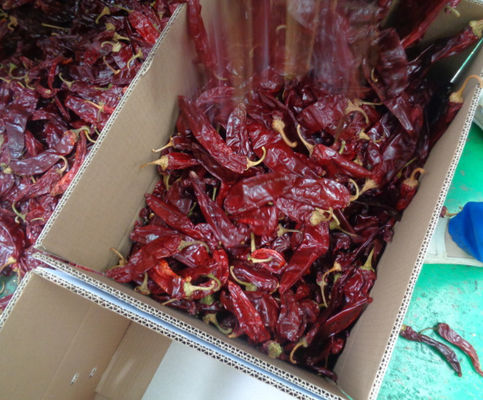 Peppi Guajillo di grado A con forte sapore di peperoncino pungente GMP