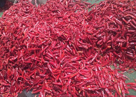 Chilies rossi rotondi di Tianjin (100 g)
