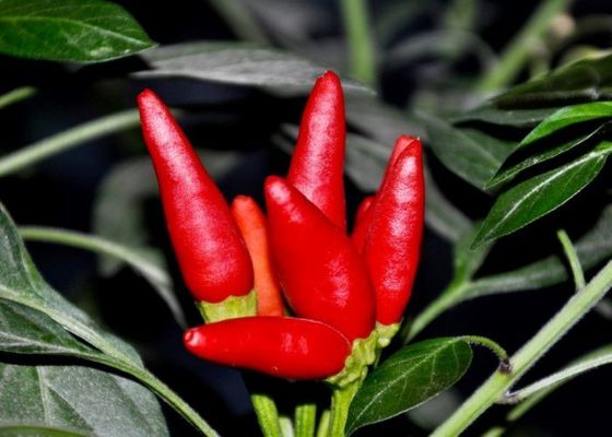 Peperoni Stemless di Chili Dehydrated Chaotian Sun Dried della testa della pallottola