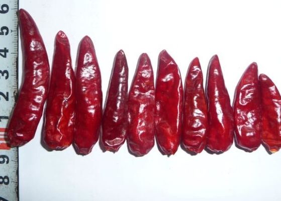 Peperoncini rossi rossi Chili Peppers caldo secco Stemless GMP della pallottola di Sichuan