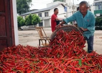 16CM Erjingtiao ha asciugato Chilis nessun peperoni di SHU Whole Dried Red Chili del pigmento 8000