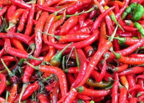 16CM Erjingtiao ha asciugato Chilis nessun peperoni di SHU Whole Dried Red Chili del pigmento 8000