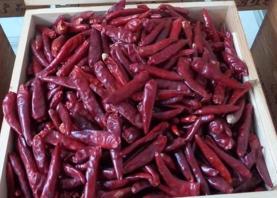 Organic De Arbol Cile Tientsin ha asciugato i peperoni piccanti 50000 SHU Super Hot