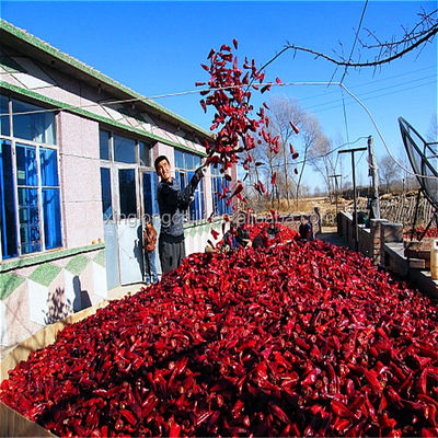 5000 baccelli rossi del Cile secchi A del grado di SHU Mild Dried Chilies Stemmed