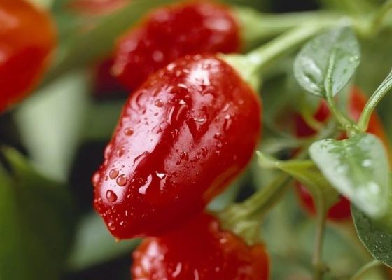 Pimentoni rotondi secchi con un sapore piccante al caldo intenso