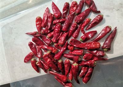 Forma rossa Sichuan del bastone del pepe di Chaotian della pallottola che affronta i peperoncini rossi di cielo