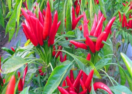 Peperoncini rossi secchi caldi con l'originale halal del certificato di iso di BRC