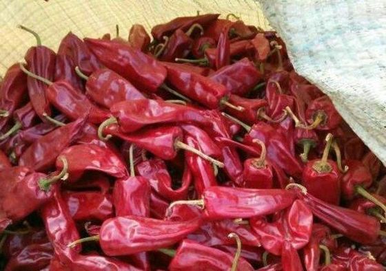 Yidu secco Chili With Stem Grade A ha asciugato i baccelli rossi del Cile
