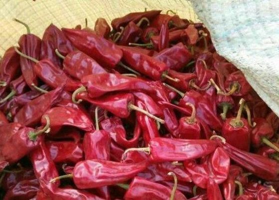 Fragranza piccante dei baccelli dei peperoncini rossi di Yidu Chili Air Dried Dehydrated Whole del capsico