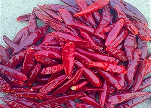 L'ANNUNCIO Stemless ha asciugato gli uccelli osserva i peperoncini rossi 20000 SHU Red Chilli Peppers
