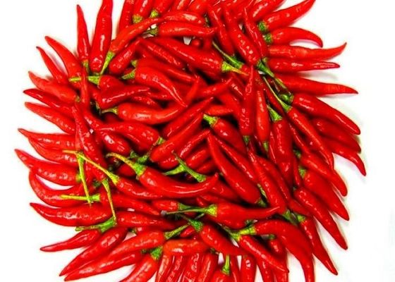 Nuovo raccolto di paprika giapponese secca di uccelli occhi di peperoncino