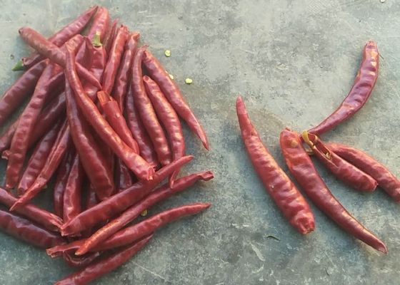 Alto HACCP di SHU Spicy dei singoli peperoncini rossi di Herb Dried Whole Tianjin Red