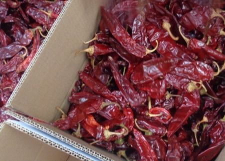 ALTO QUALITÀ GRADO Alimentare CILLI rossi secchi / PREZZO D'ESPORTO / Baccelli di paprika
