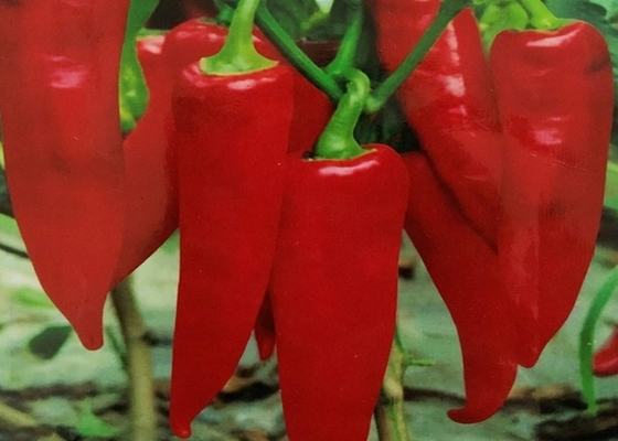 CERTIFICATI CASCER di Yidu Chili Red Pepper Beijinghong Jinta dei peperoncini rossi di HACCP BRC di FDA organico