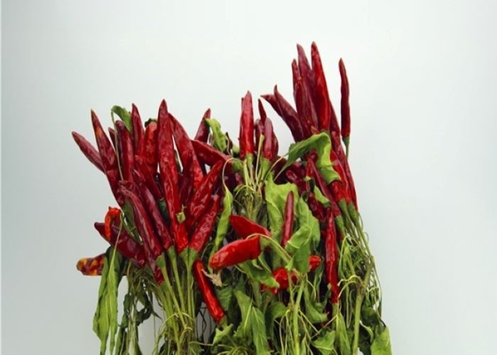Il nuovo asiatico del raccolto 4-7 cm ha asciugato i ristoranti di Chili Peppers Spicy Popular In Sichuan
