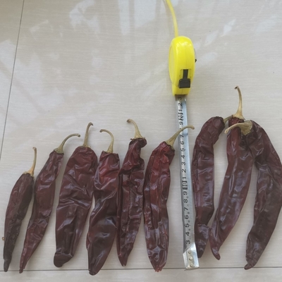 Intero / bastone 10-15 cm di lunghezza Chili secco di guajillo per usi stufati