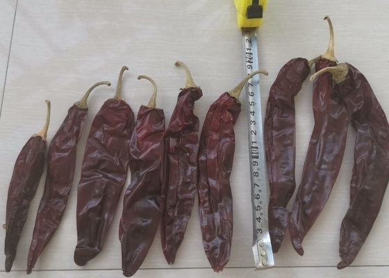 10-15 cm di peperoncino secco di Guajillo di grado A