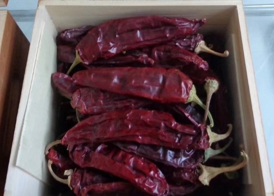 10-15 cm di peperoncino secco di Guajillo di grado A