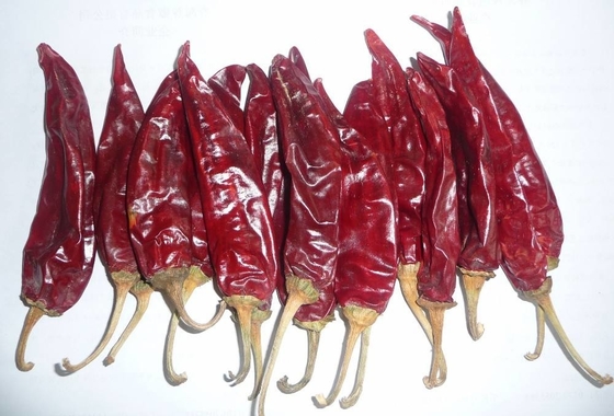 10-15 cm di peperoncino secco di Guajillo di grado A