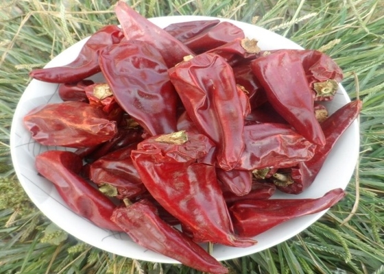 Yidu secco piccante Chili Peppers Dry Cool Place rosso